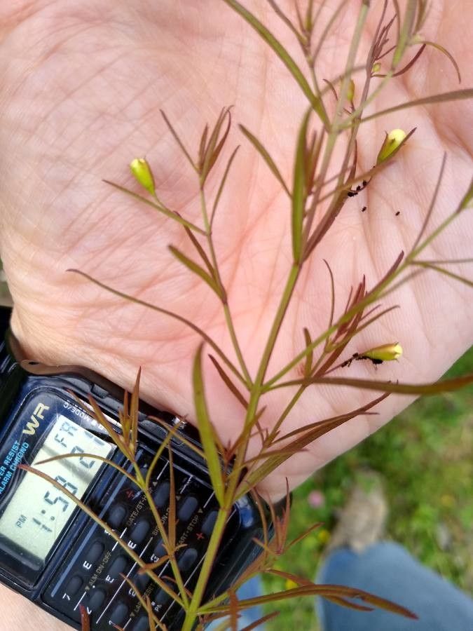 Agalinis tenuifolia — search result for 'Agalinis'
