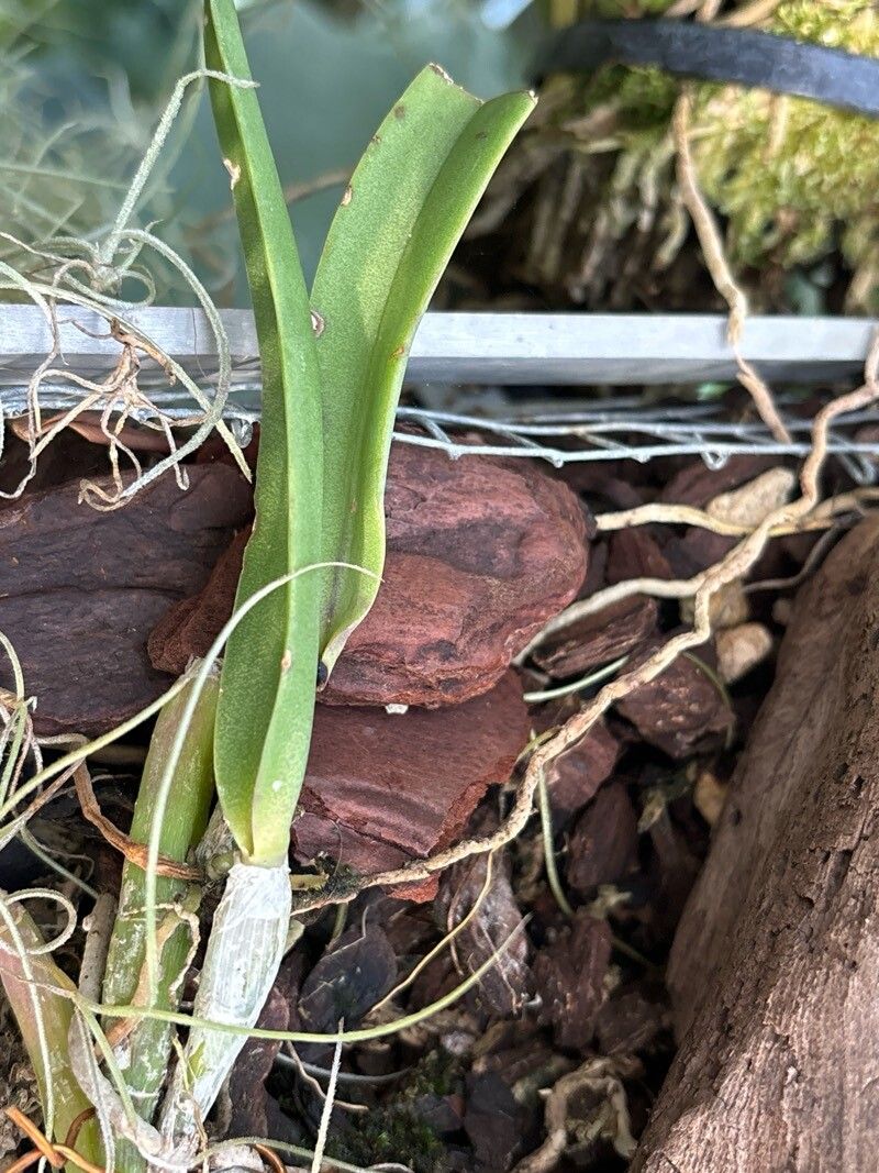 Epidendrum falcatum — search result for 'Epidendrum'