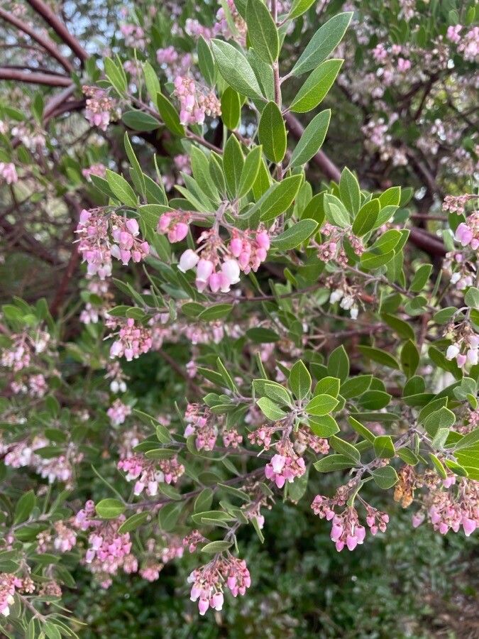 Arctostaphylos pungens flower