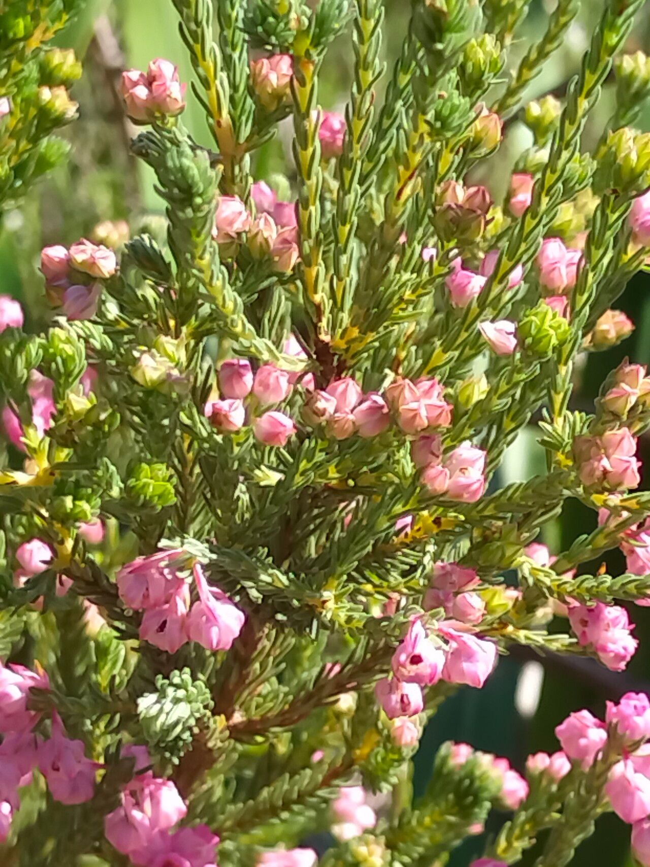 Erica baccans — search result for 'Erica'