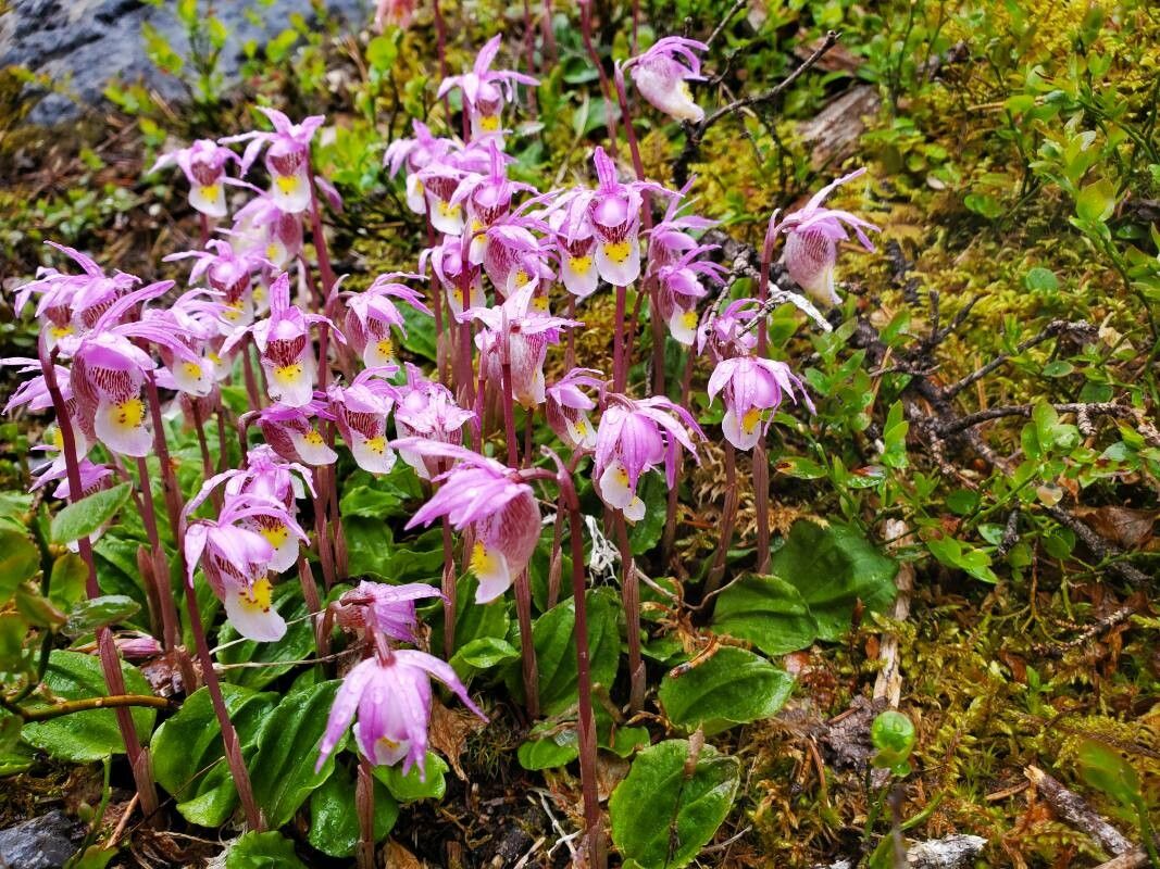 Calypso bulbosa habit