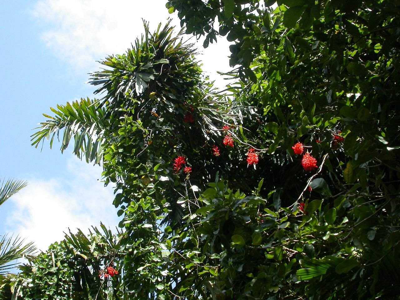 Mucuna novo-guineensis flower