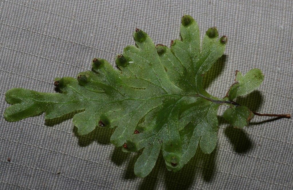 Hymenophyllum leratii fruit