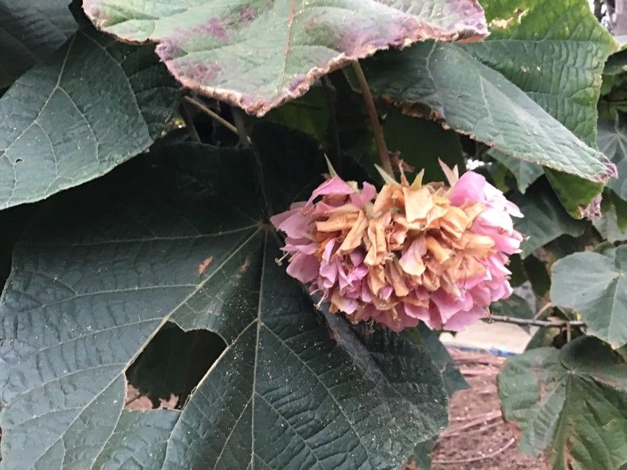 Dombeya wallichii — search result for 'Malvaceae'