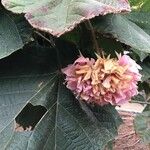 Dombeya wallichii