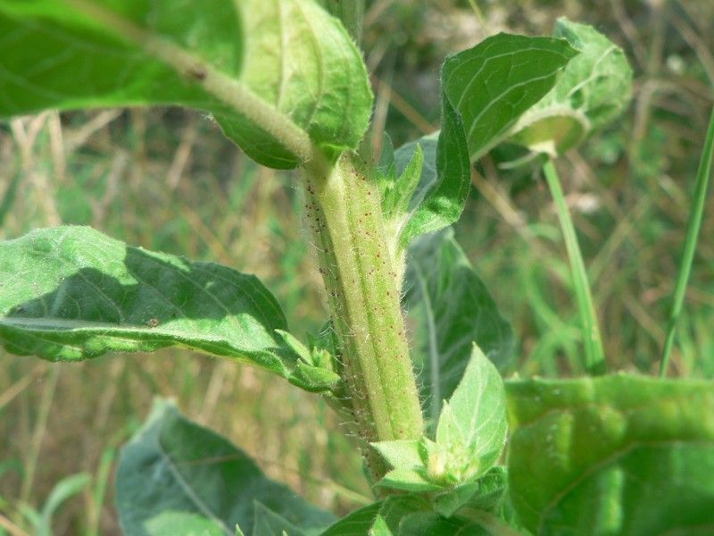 Oenothera rubricaulis bark