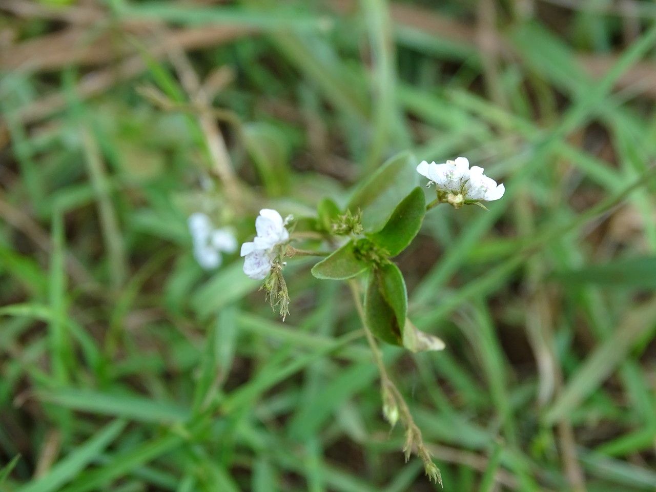 Justicia calyculata habit