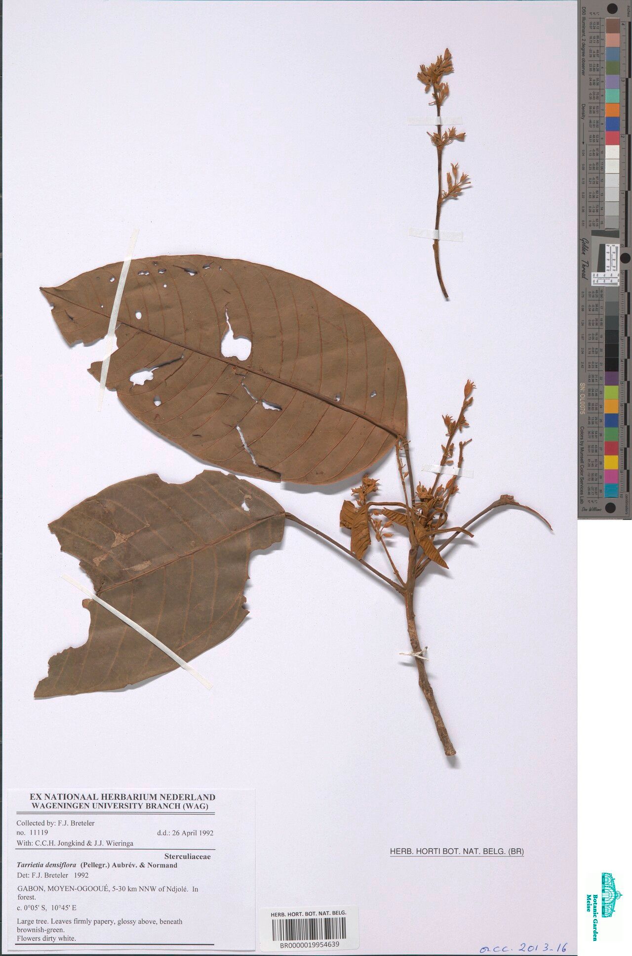 Heritiera densiflora — related species from the same genus