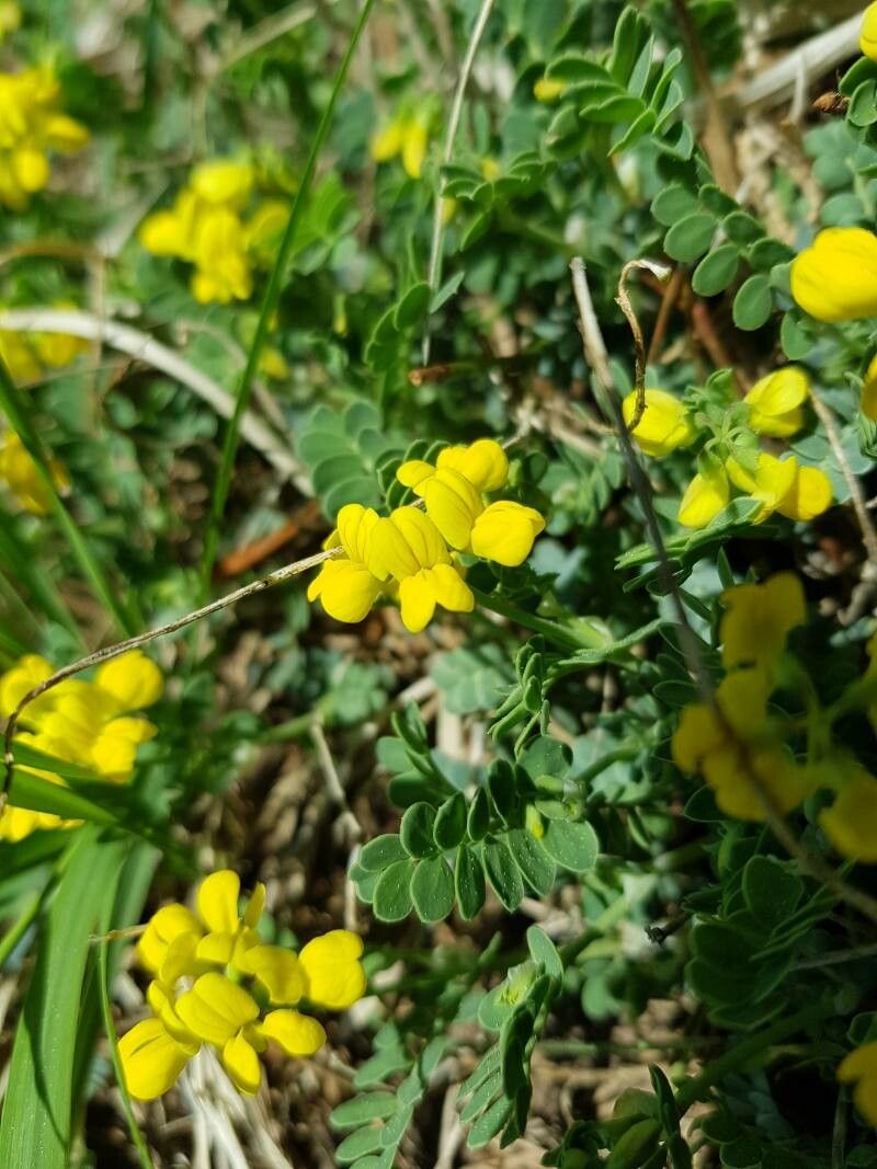 Coronilla vaginalis flower