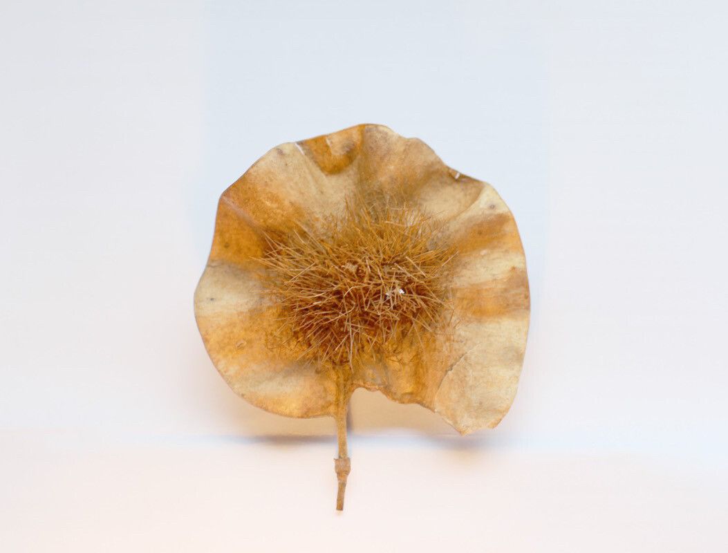 Pterocarpus angolensis fruit