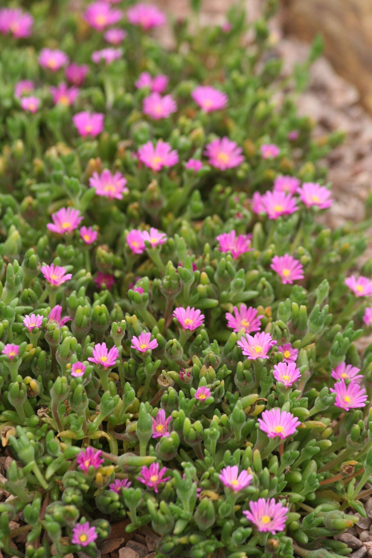 Drosanthemum hispidum habit