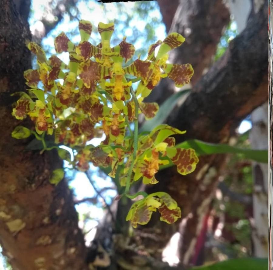 Gomesa riograndensis — houseplant care guide