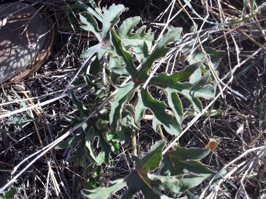 Adenia volkensii leaf