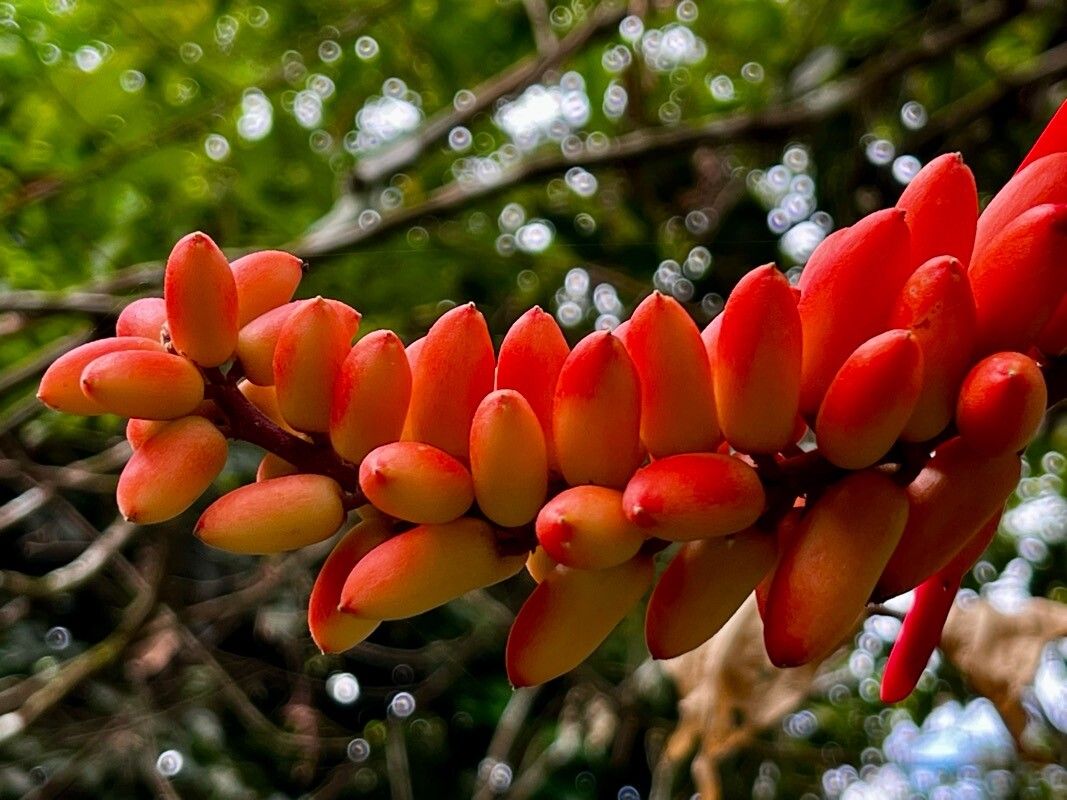 Erythrina lanceolata flower