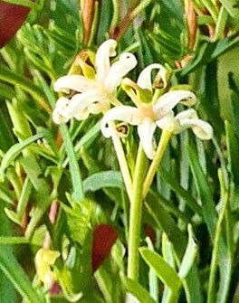 Lomatia tinctoria flower