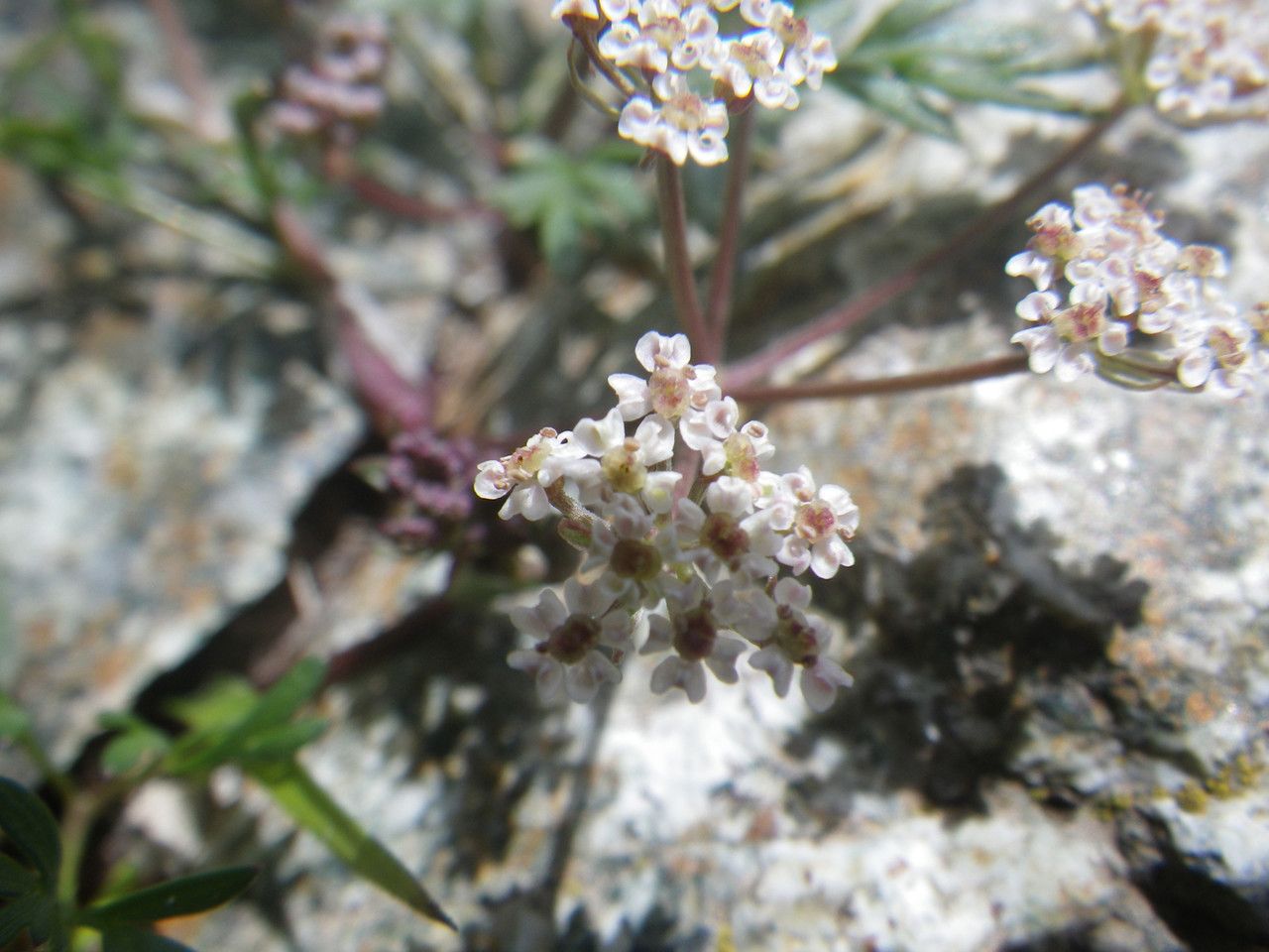 Bunium alpinum flower