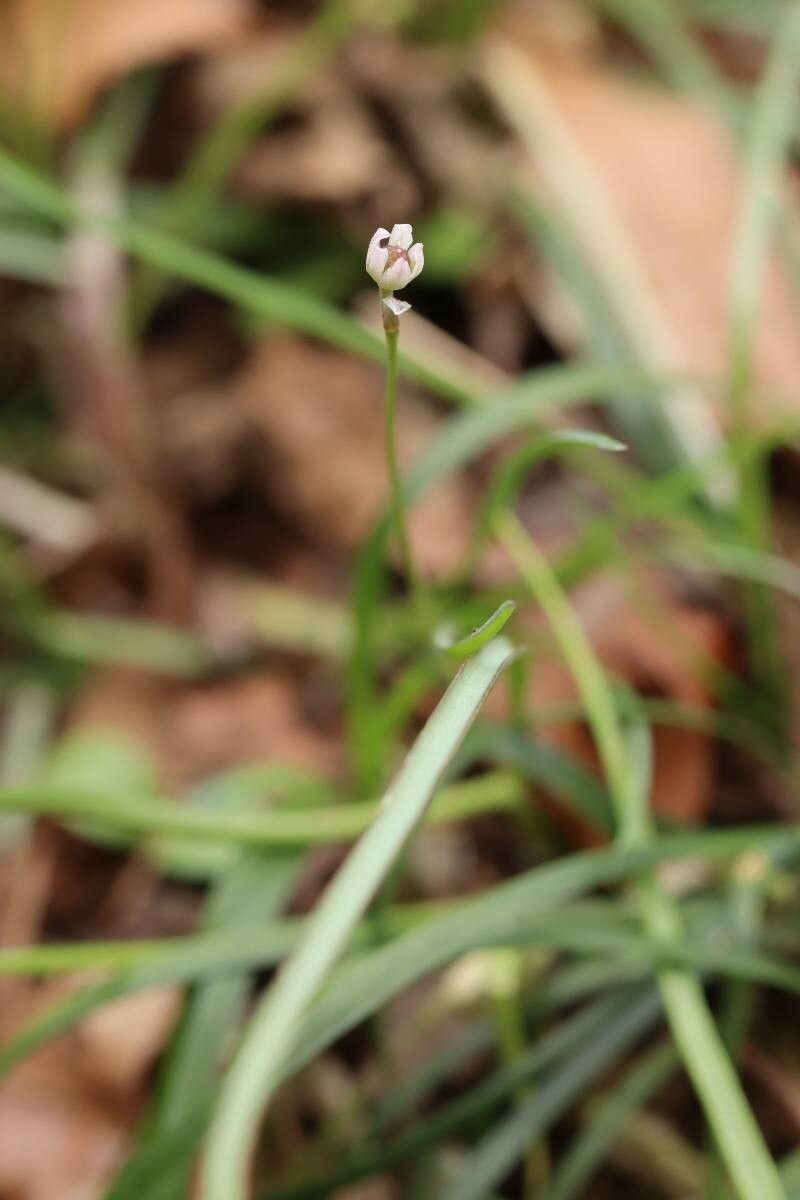 Allium monanthum flower