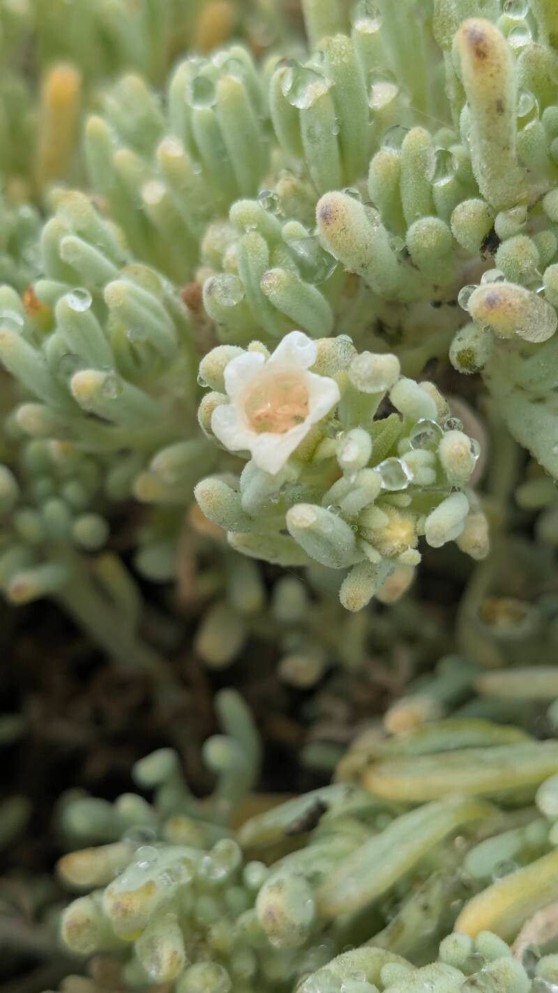 Nolana sedifolia flower