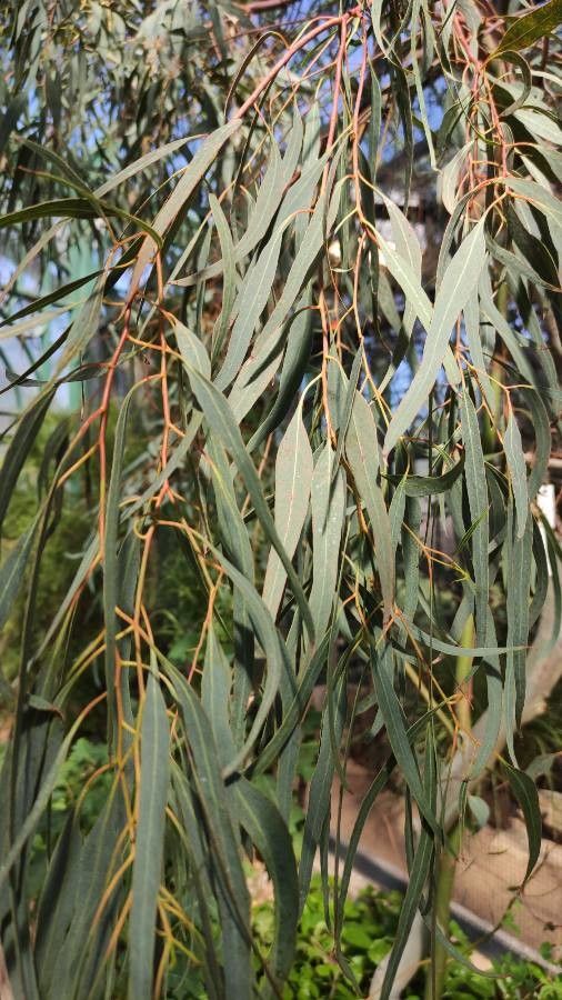 Eucalyptus leucoxylon — search result for 'Eucalyptus'
