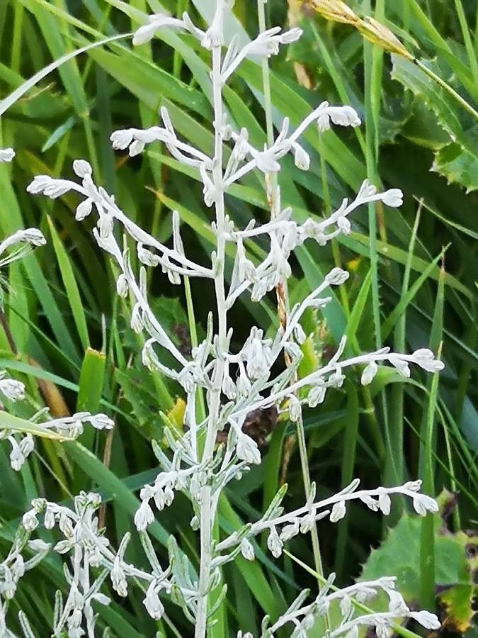 Artemisia maritima flower