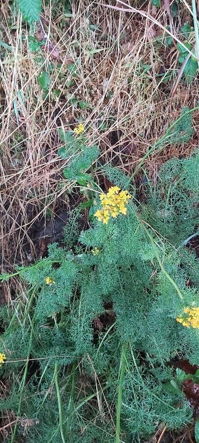 Jacobaea adonidifolia flower