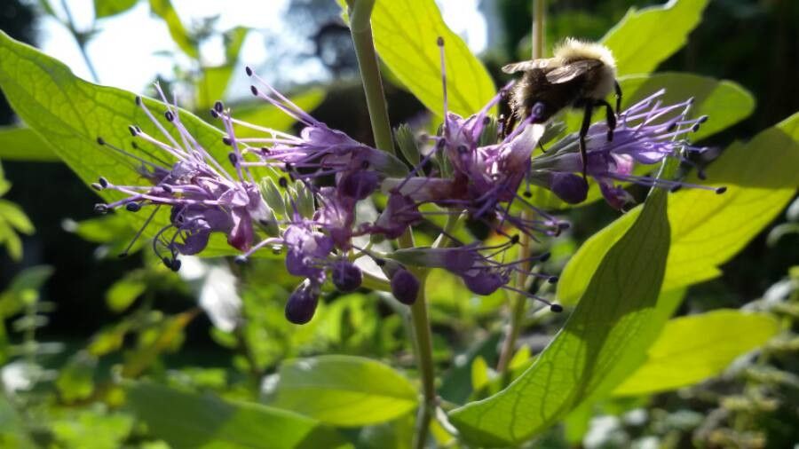 Caryopteris x clandonensis flower