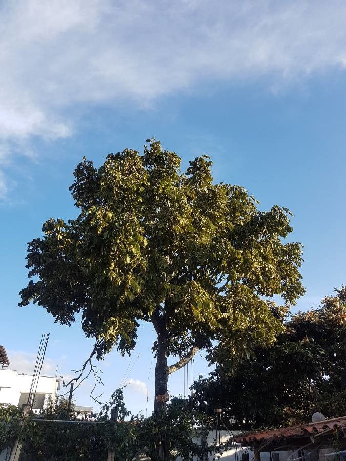 Juglans neotropica habit