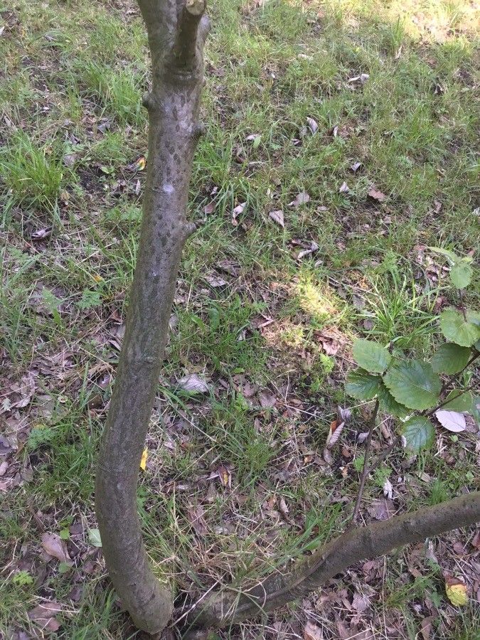 Sorbus lancastriensis habit