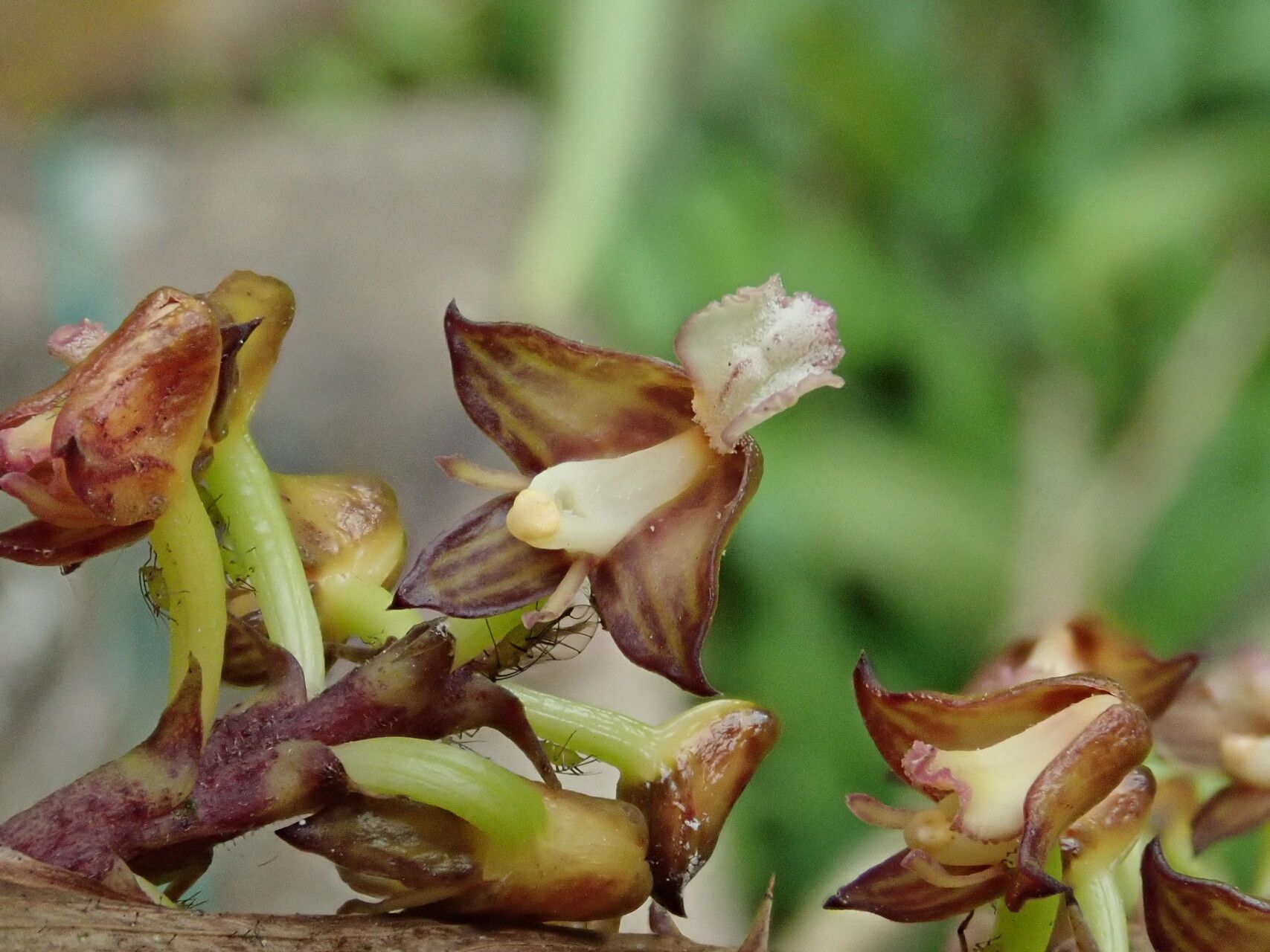 Polystachya mukandaensis — houseplant care guide