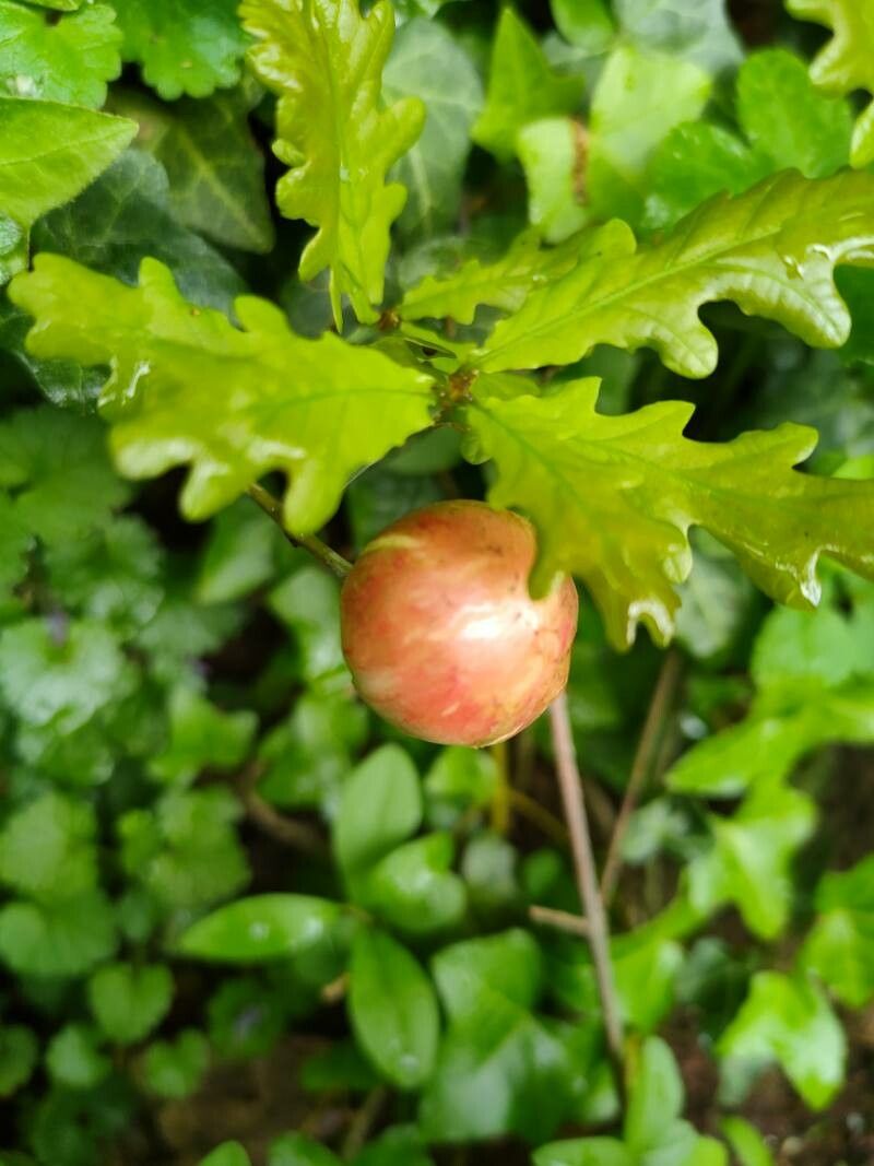 Quercus × rosacea flower