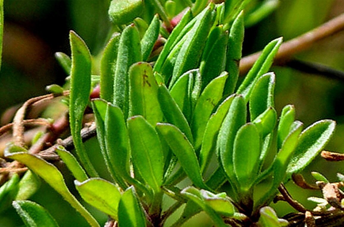 Nidorella foetida — houseplant care guide