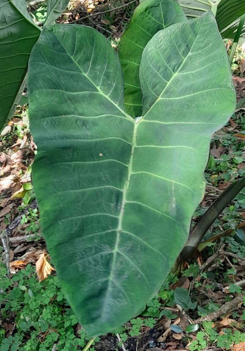 Xanthosoma brasiliense