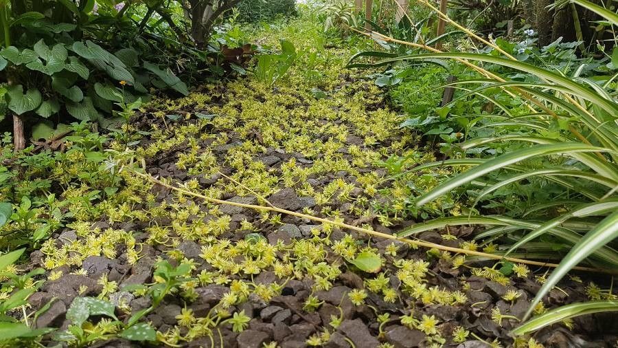 Dovyalis abyssinica flower