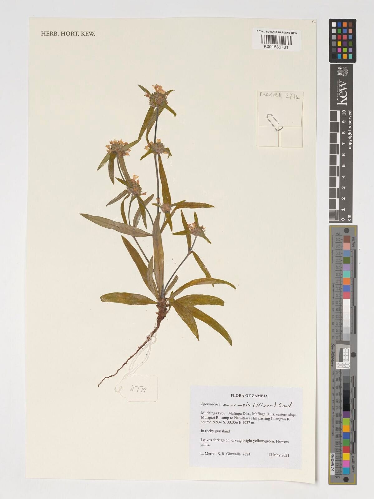 Spermacoce arvensis — related species from the same genus