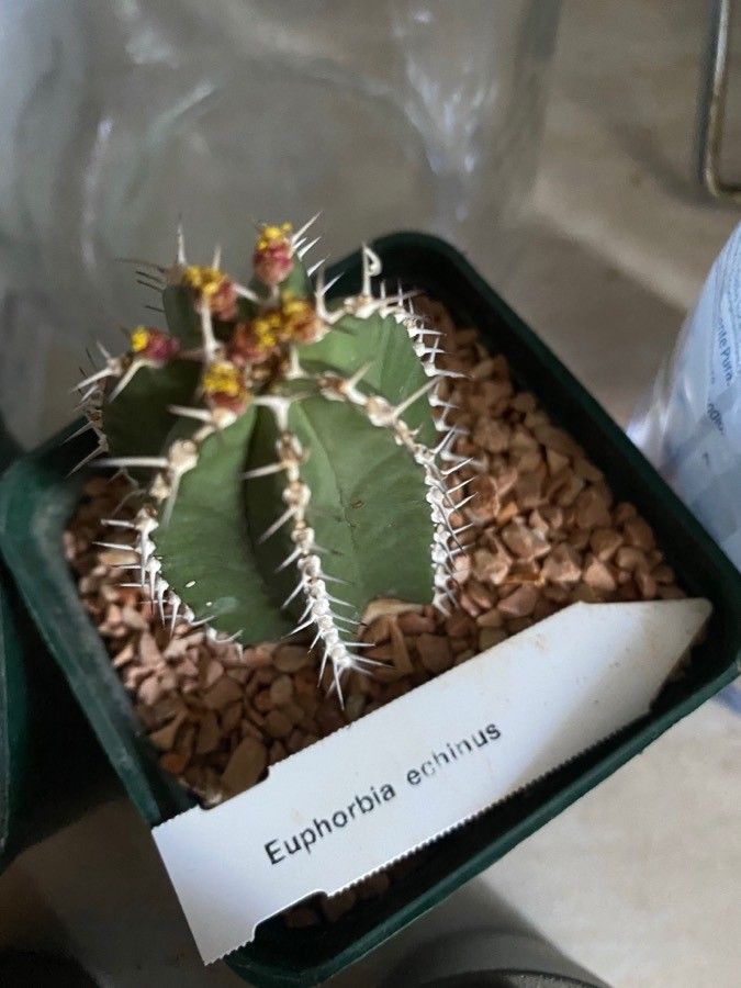 Euphorbia echinulata — houseplant care guide