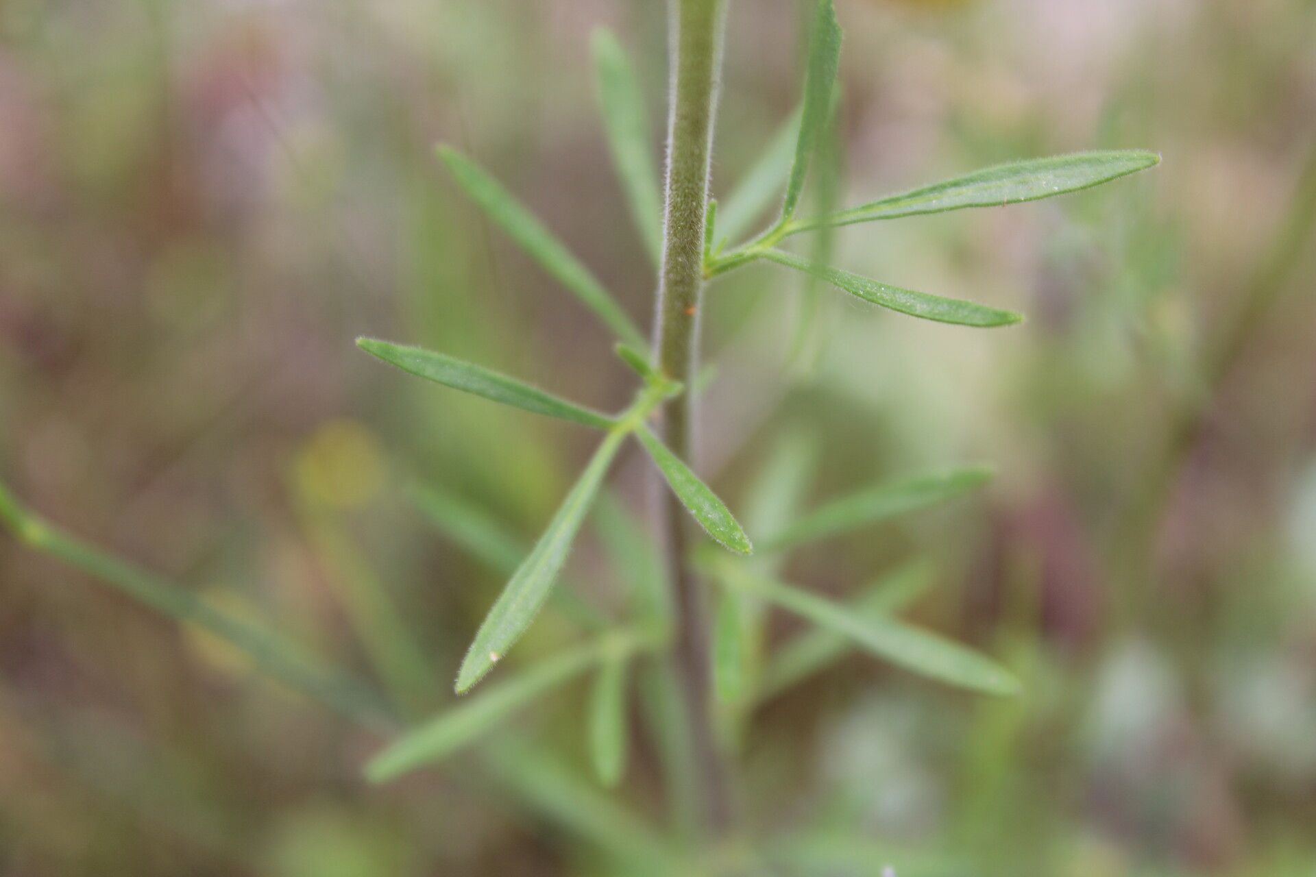 Haplophyllum balcanicum — related species from the same genus