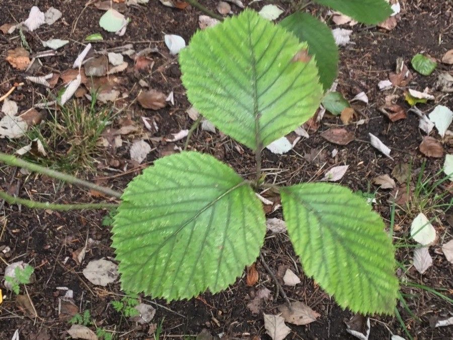 Sorbus eminens — houseplant care guide