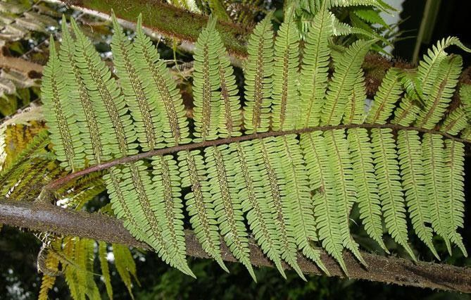 Alsophila cuspidata leaf