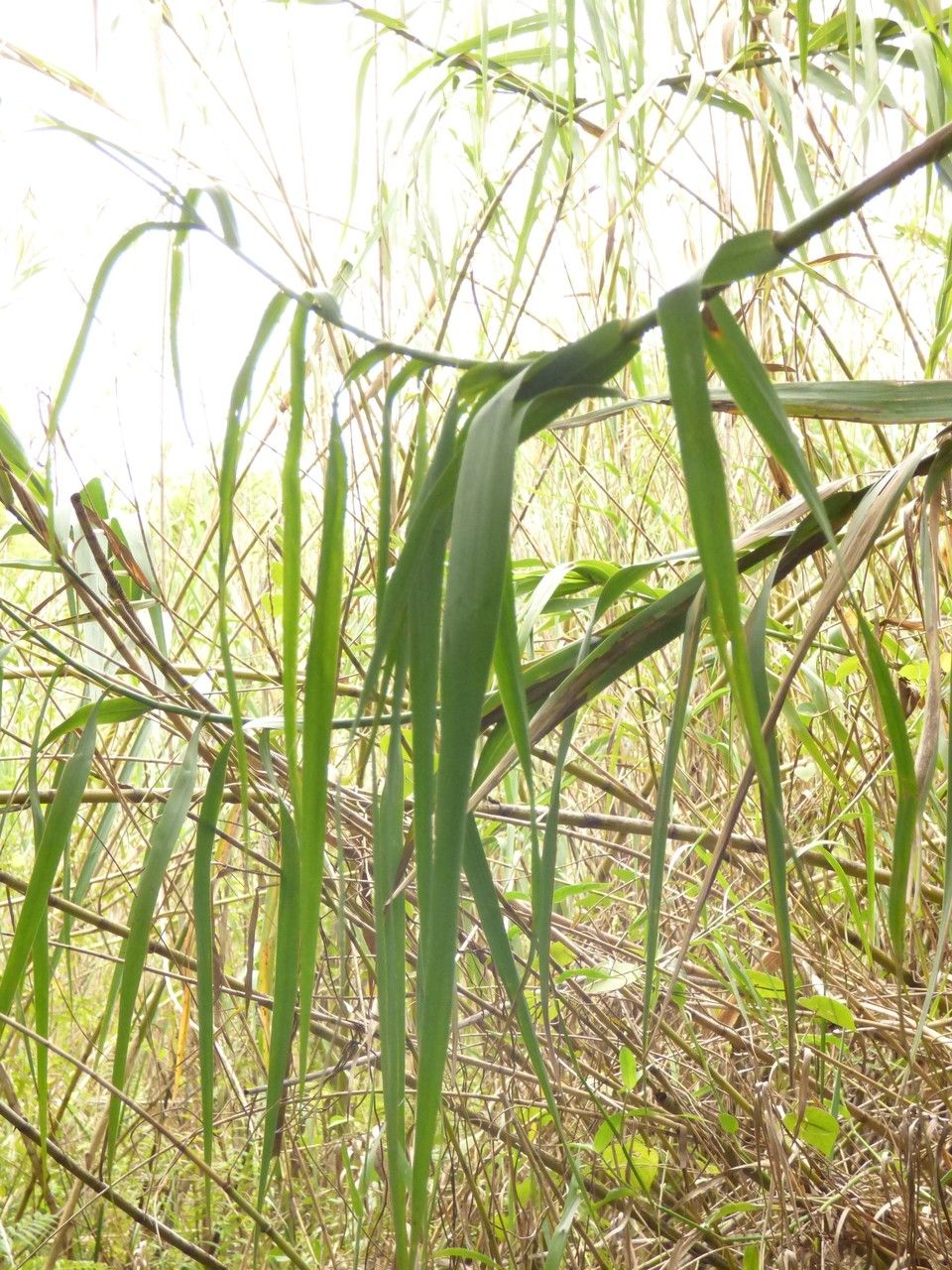 Phragmites mauritianus