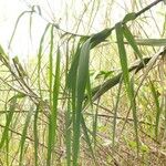 Phragmites mauritianus