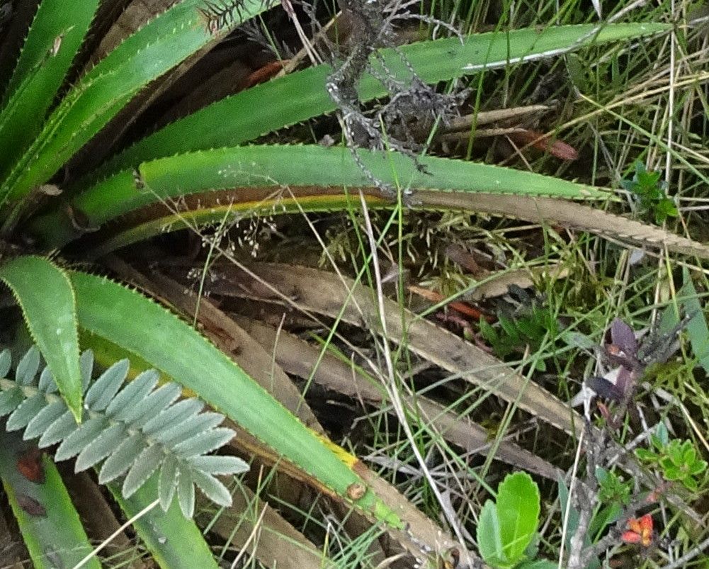 Eryngium humboldtii leaf