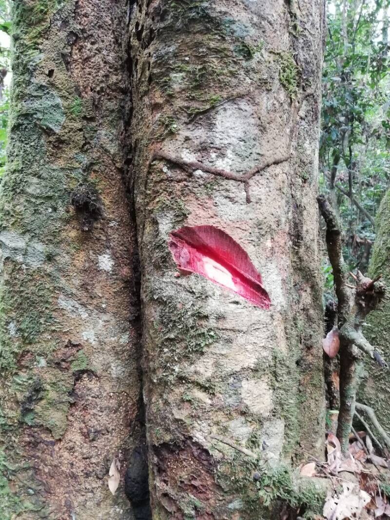 Pycnanthus marchalianus bark