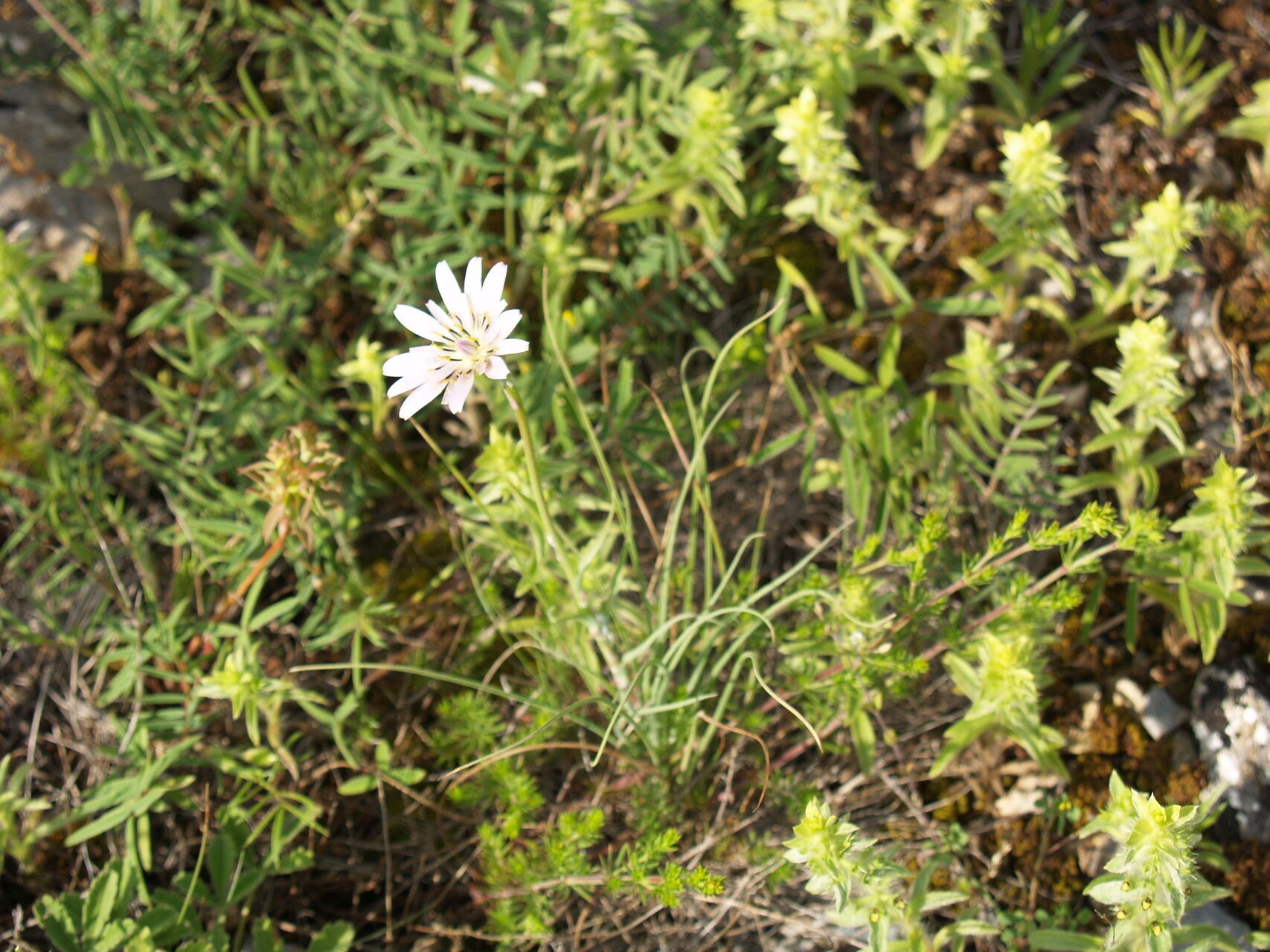Tragopogon pterodes — search result for 'Tragopogon'