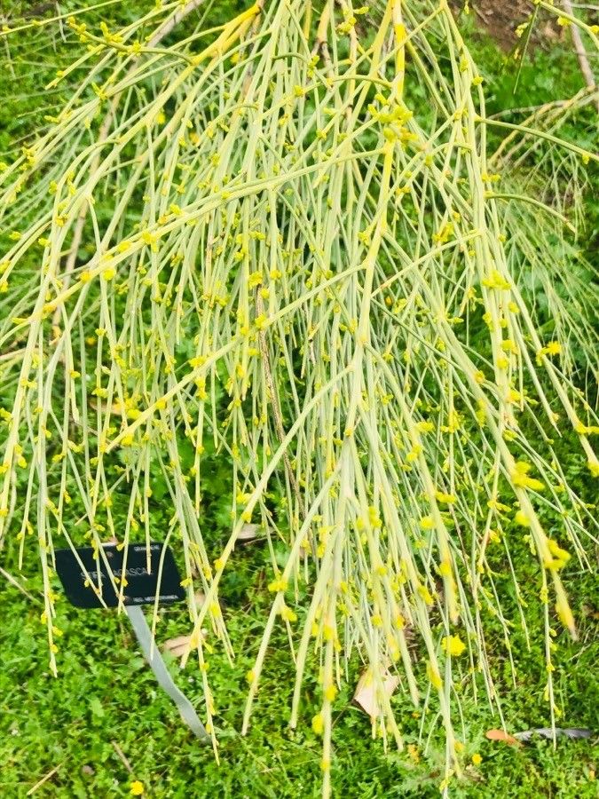 Genista aetnensis — related species from the same genus