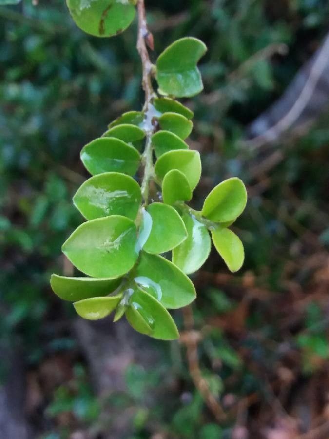 Diospyros minimifolia — houseplant care guide