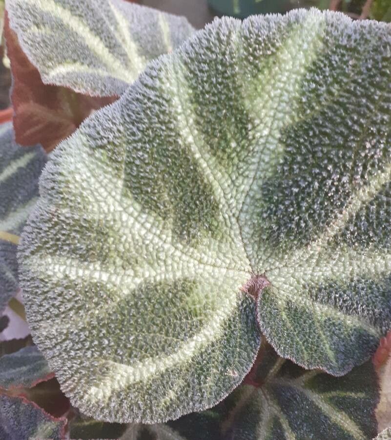 Begonia solimutata leaf