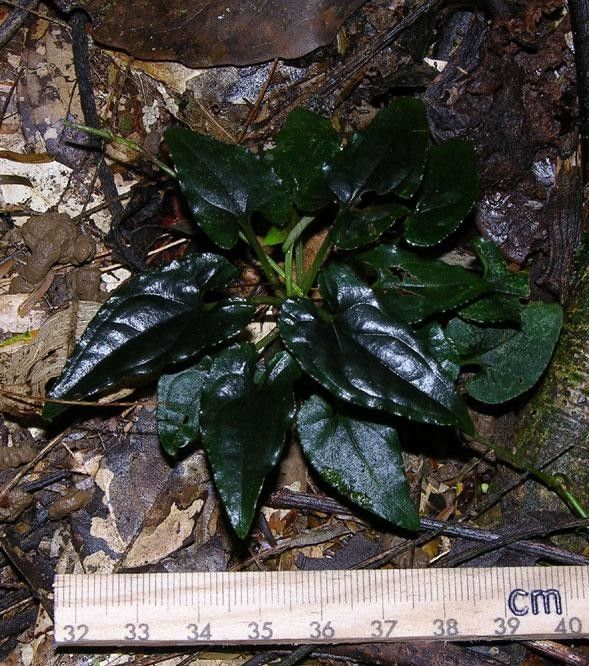 Syngonium rayi other