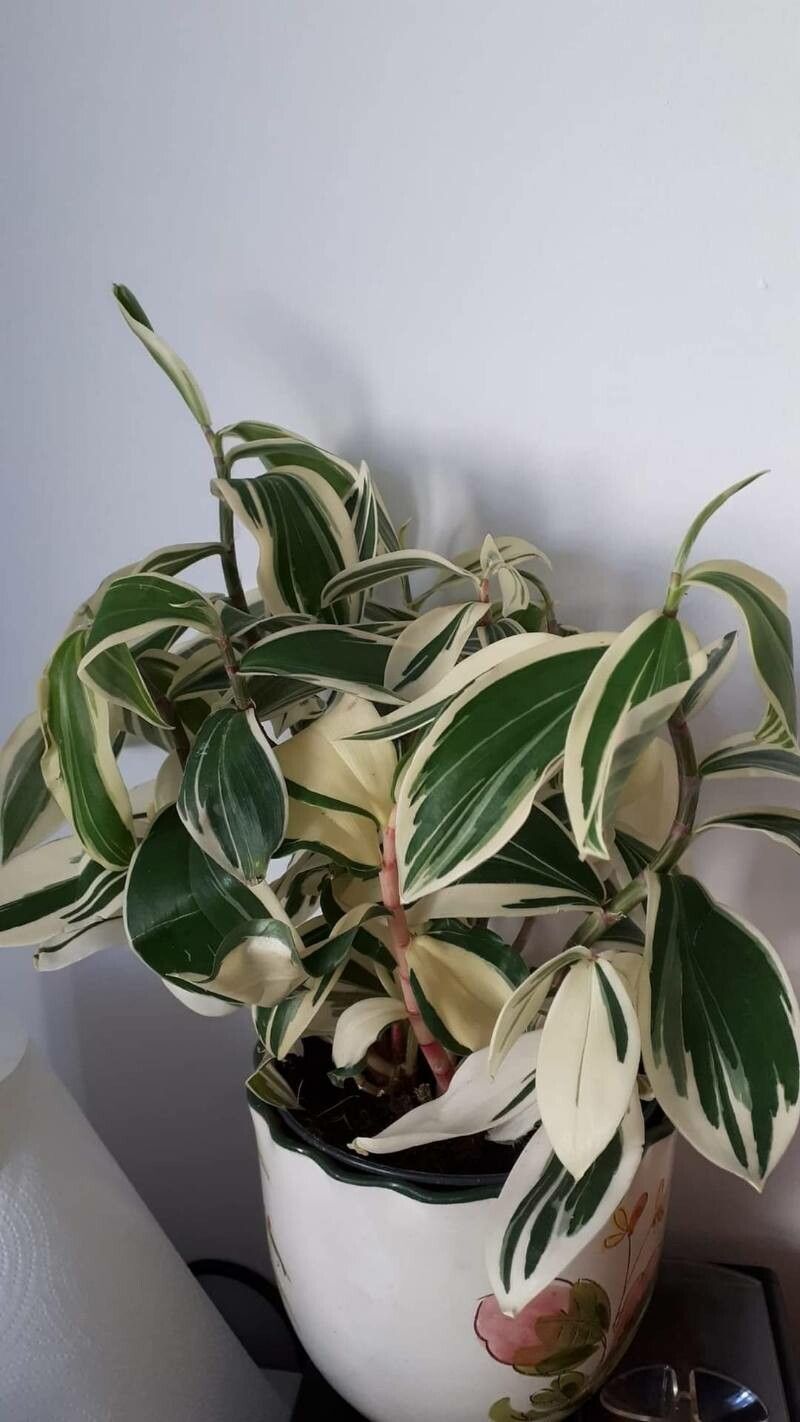 Costus arabicus — search result for 'Costus'