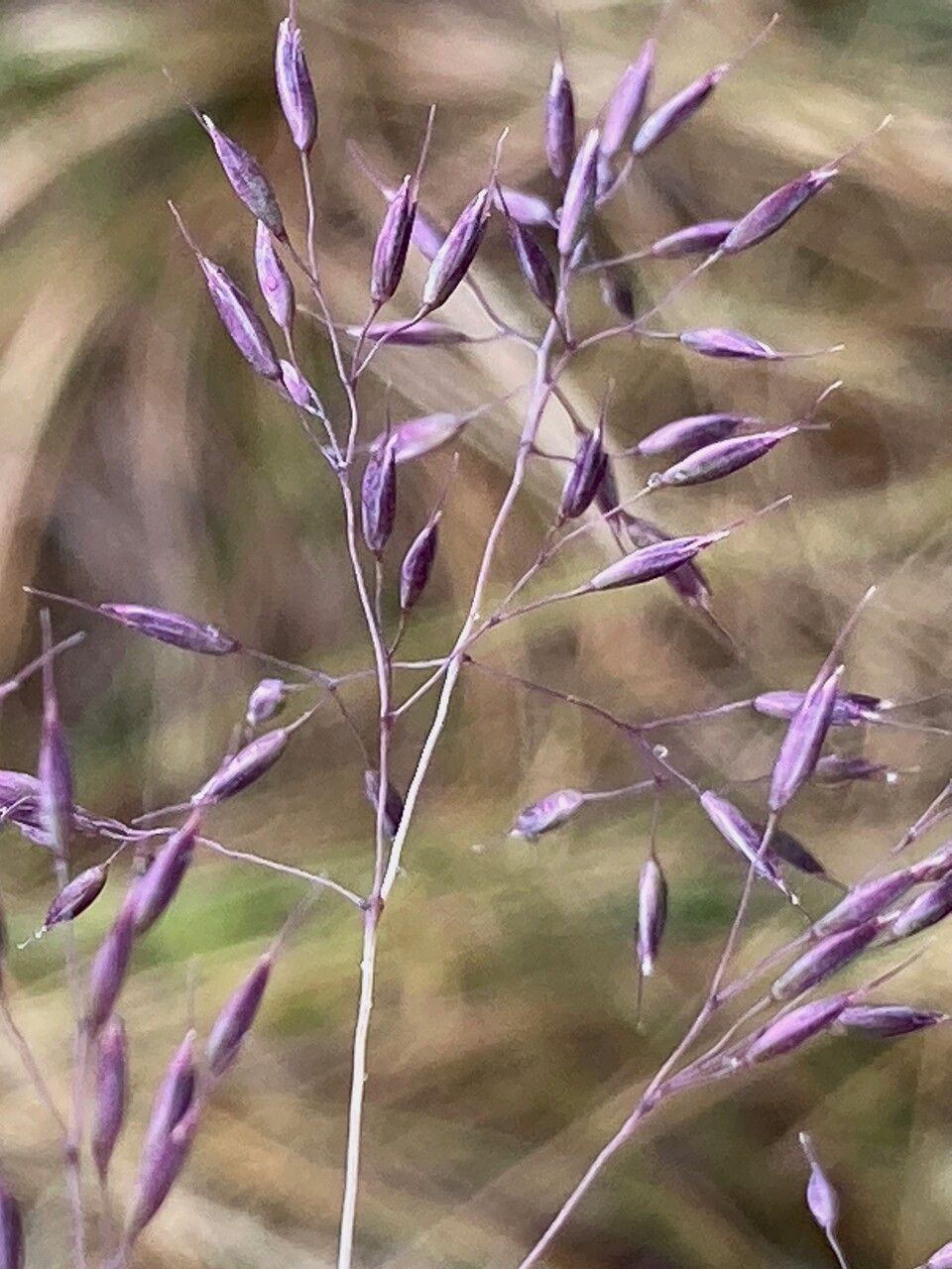 Calamagrostis effusa flower
