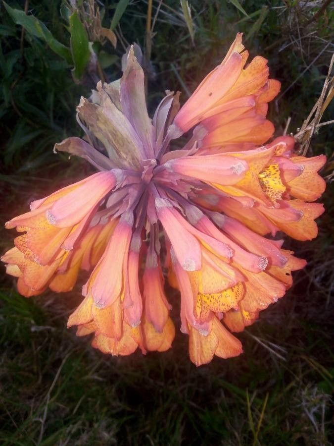 Bomarea multiflora flower